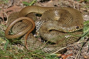Aesculapian snake 