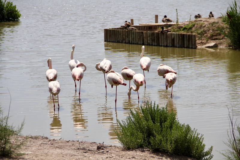 So close to the flamingos!