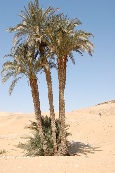 A Gorgeous Palm in the Desert