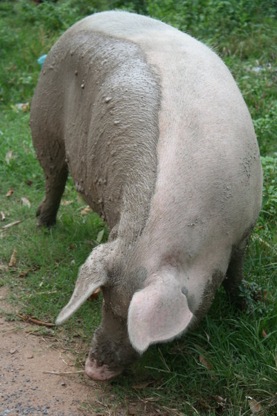 Dual-colored pig