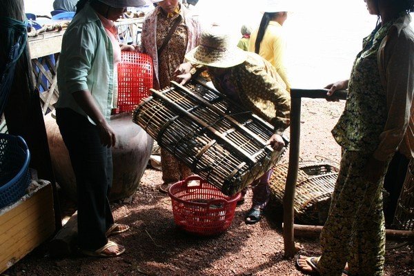 Ladies bringing in the crab traps