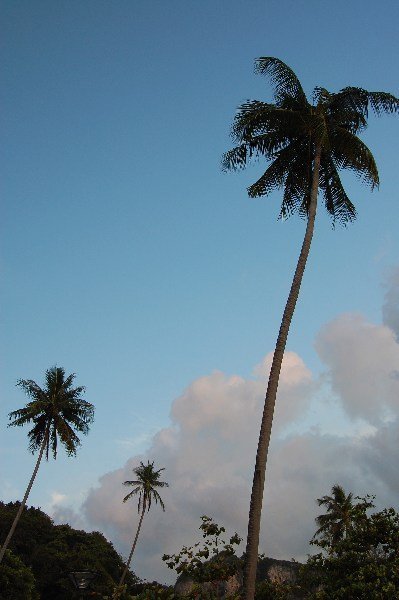 Beautiful Palms. Take us back!