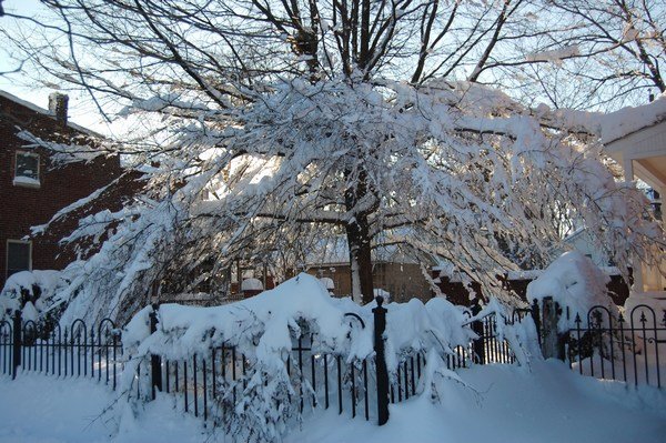 Pretty tree covered in snow