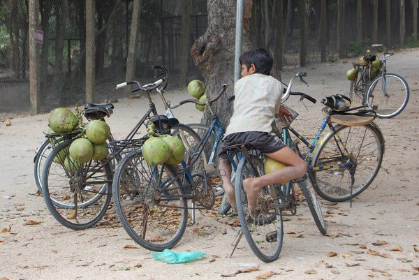 Hanging out on the bikes - coconuts for sale!