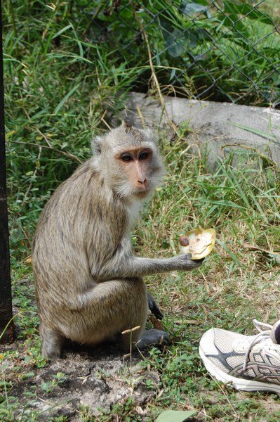 Funny Monkey Eating Coconut