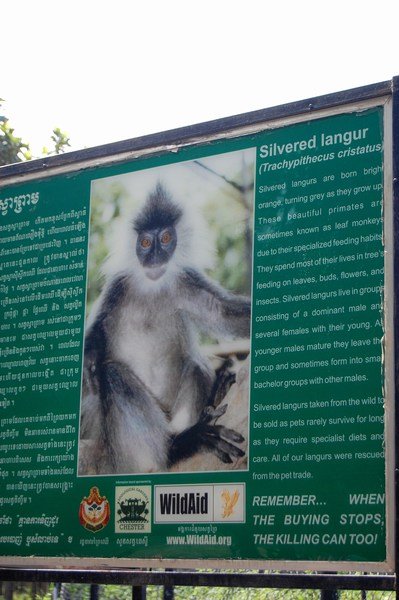 Protect the Silver Langurs!