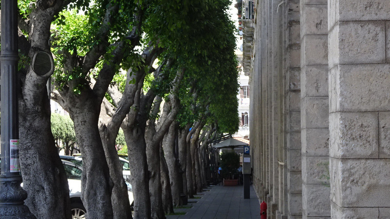 Tree lined street in Crotone
