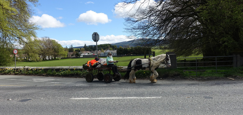 An 'old codger' going about his business just out of Blessington.