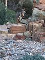 Yellow-Tail Rock-Wallaby