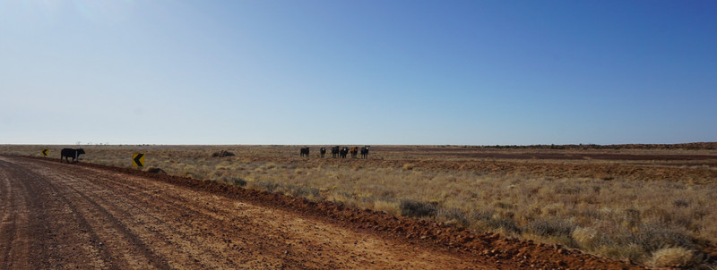 Cattle wandering
