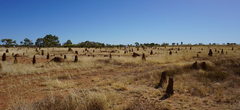 Termite mounds back of Telegraph Station