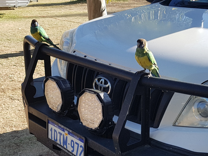 Our guards, Yellow ringed parrots