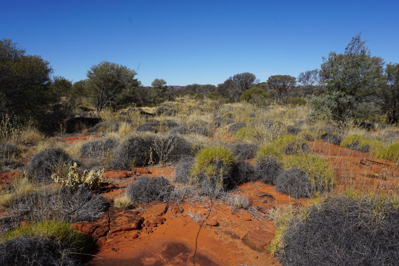 Spinifex on the plateau