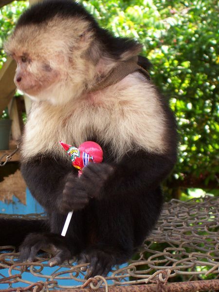 The Monkey and his lollipop