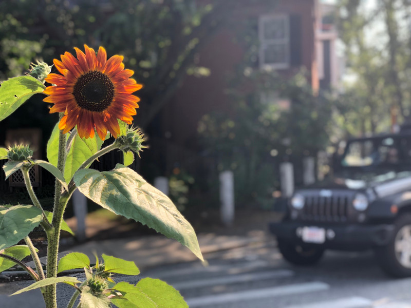 Sunflowers + Jeeps &lt;3