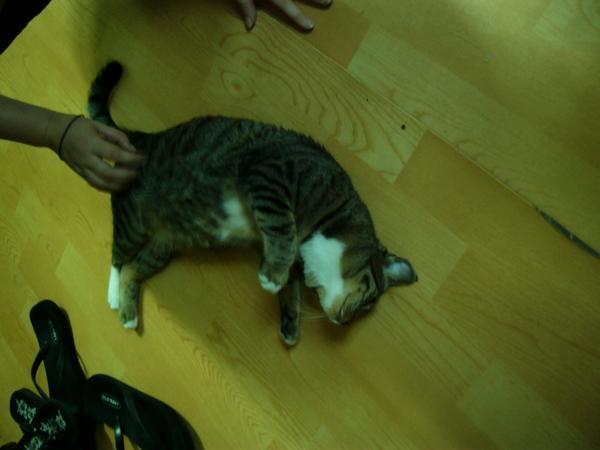Vania's cat "Lilly"