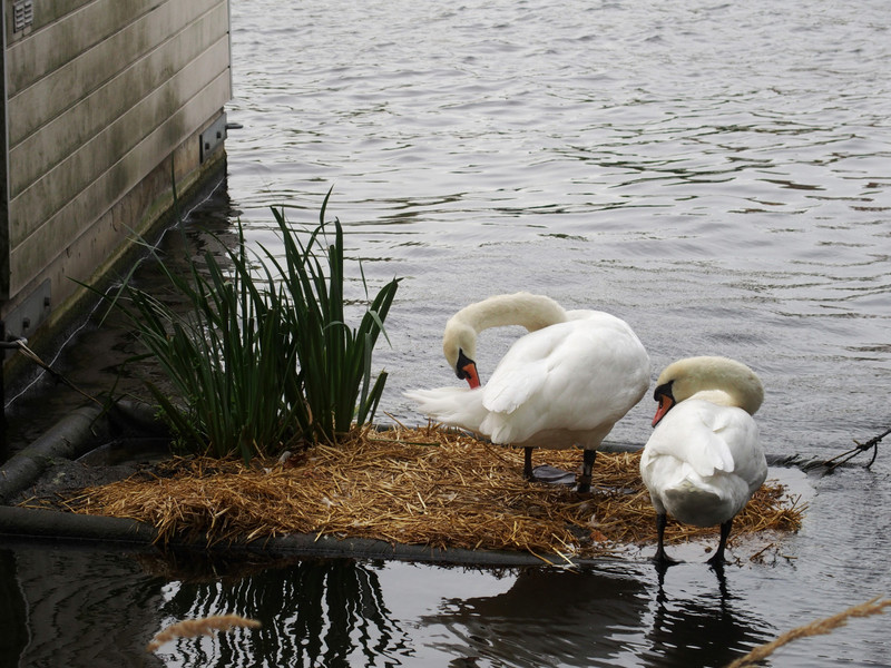Swans on Amsel