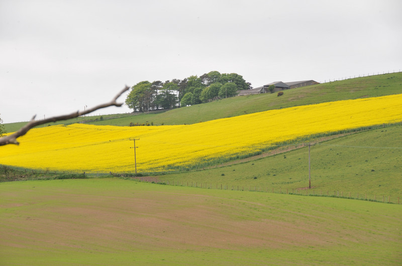 Rapeseed Fields of Gold