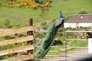 A farm near Talisker Beach - peacock showing off (lucky for me)