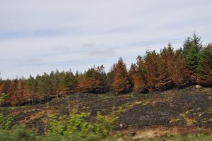 The result of bushfires near Carbost