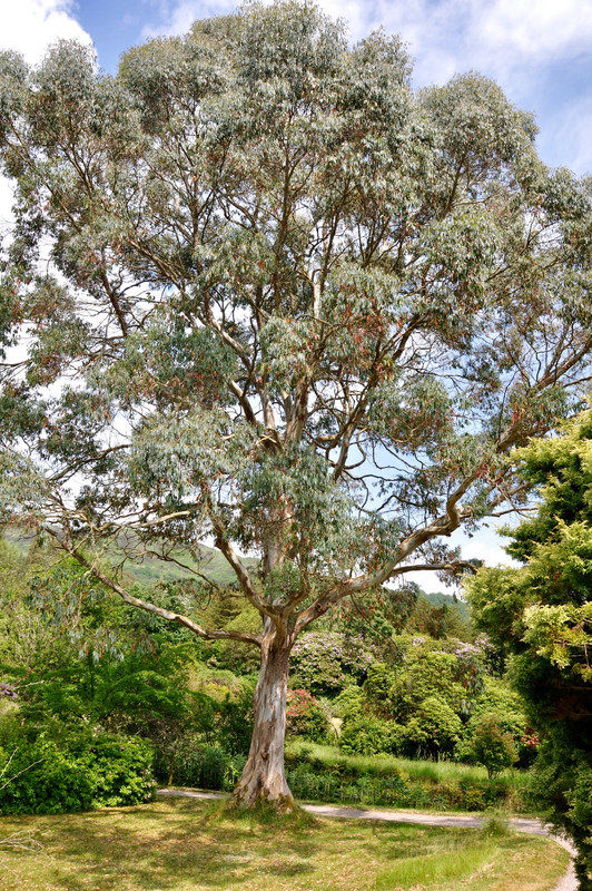 Tasmanian Gum Crarae Gardens 