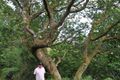 The Oldest Tree Arduaine Argyll 