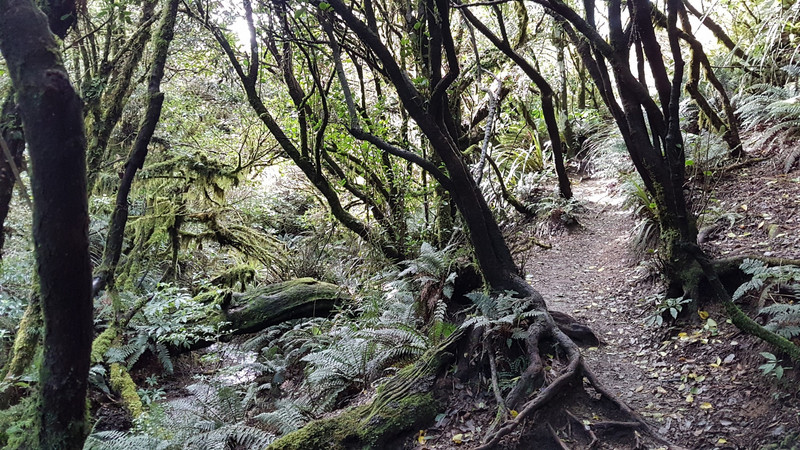 Mount Tauhara Trail
