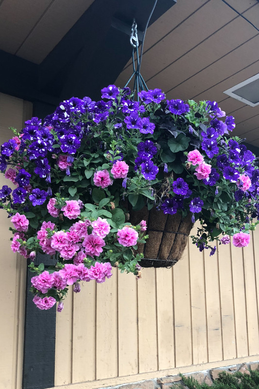 Claire’s hanging baskets