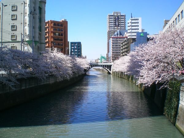 alongside of Meguro river.