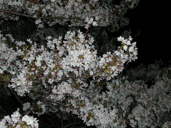many flowers and night