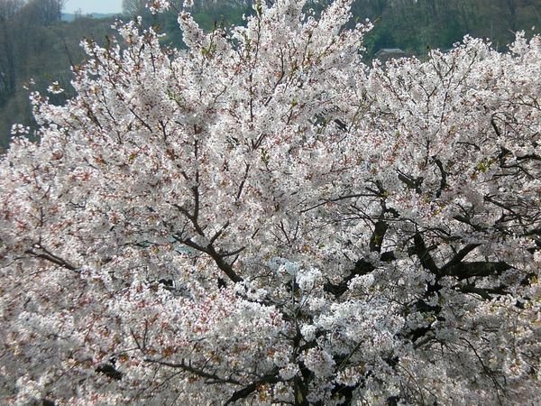 cherry blossoms is called Sakura in Japan.
