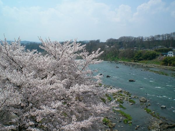 river and flowers