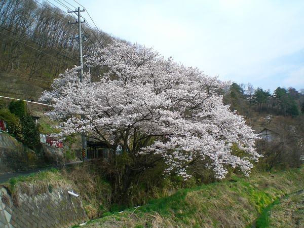 flowers tree