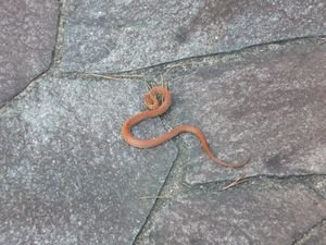 A snake