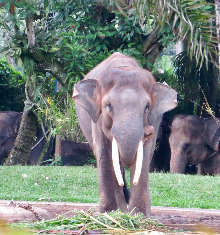 Mason Elephant Sanctuary 