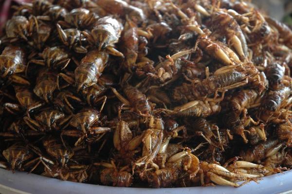 Fried crickets