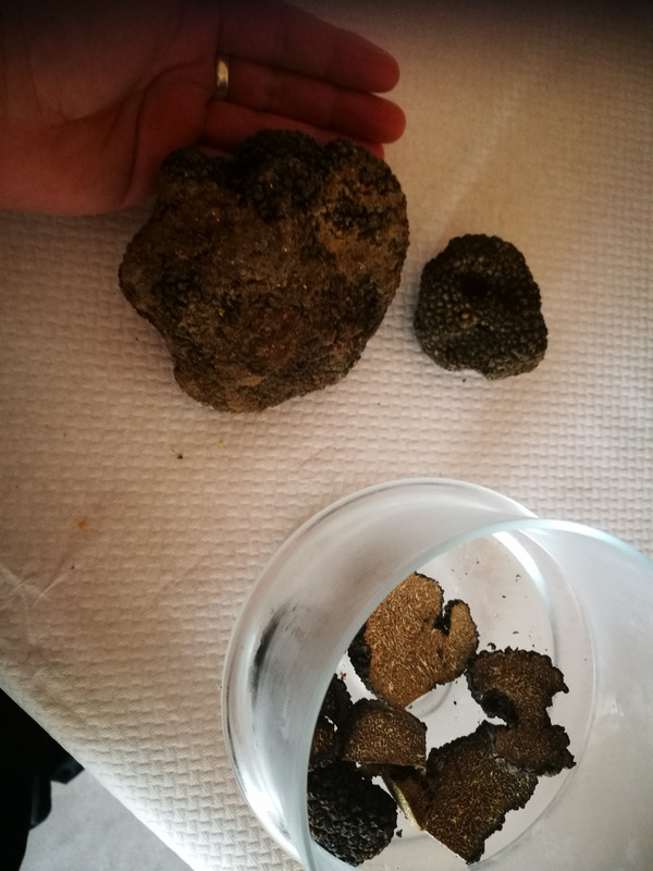 The massive truffle (and a few babies)