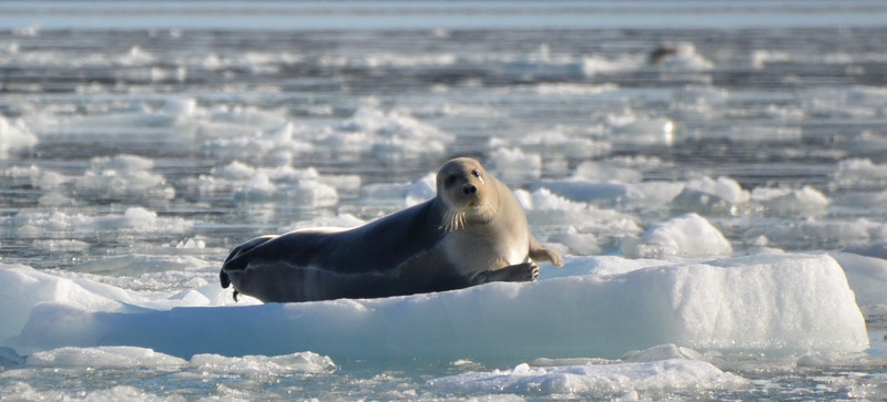Well, hello there! A bearded seal.
