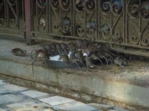Temple Rats