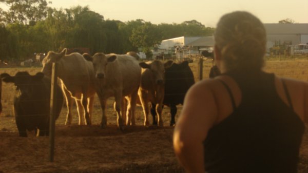 Stephanie and the cows