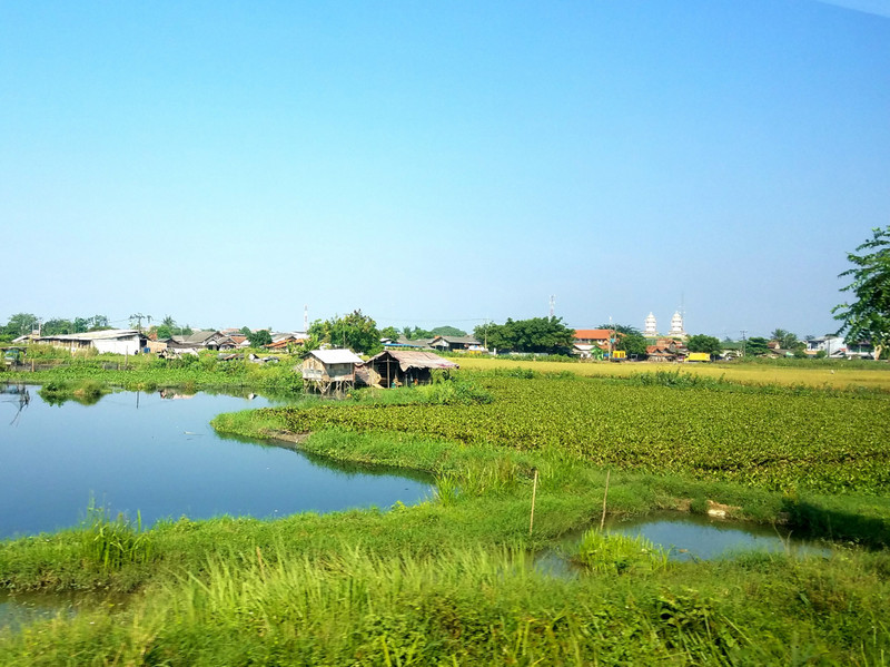 Rice fields and mosques on the train ride to Pangandaran