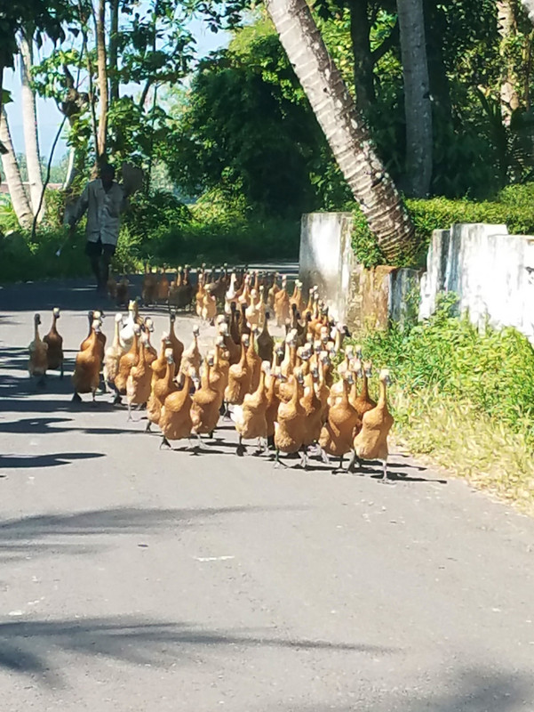 So many fat birds running down the road