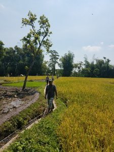 Walking back through the rice fields 