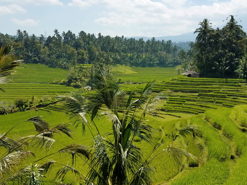 Rice fields on the road to Ubud