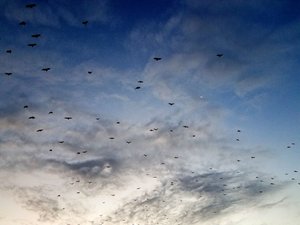 Those are fruit bats. Thousands and thousands of giant fruit bats.