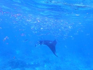 Manta with fish friends