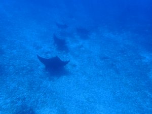 There was obviously no shortage of mantas...but today was a bit crazy, with a chain of 18 of them!  They're huge so I couldn't come close to getting them all into one picture...