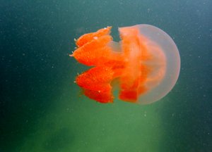 Kakaban jellyfish lake