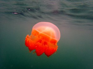 Kakaban jellyfish lake