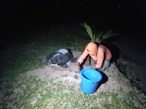 The night guard, AKA Papa Turtle (his main job is to spot turtles laying eggs), collecting the eggs